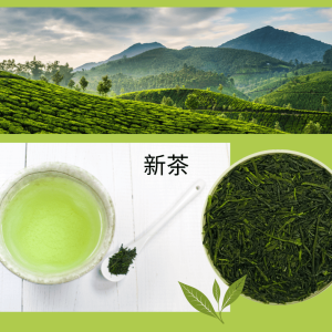 0055 - BIO JAPAN SPRING - SHINCHA OKUMIDORI - RARITÄT limitierte Edition